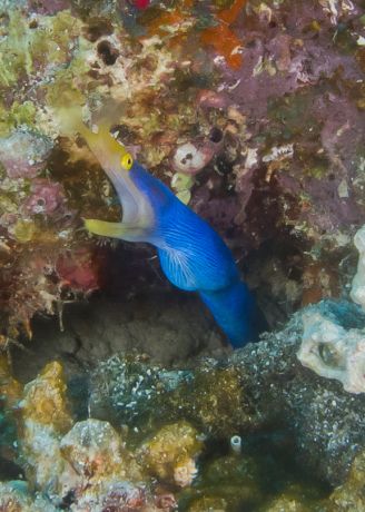 Blue Ribbon Eel sticks his head out for Christian