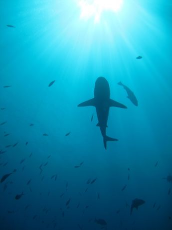 Grey Reef Shark cruising the Nigalli Passage: taken by Warren