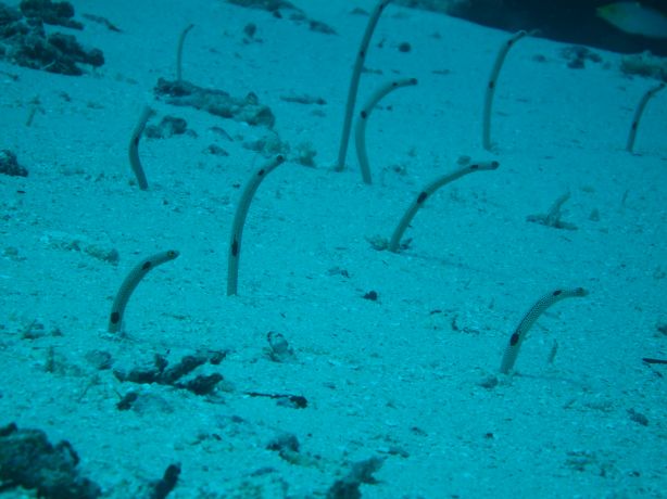 Shy Garden Eels in Namena Marine Reserve: taken by Warren