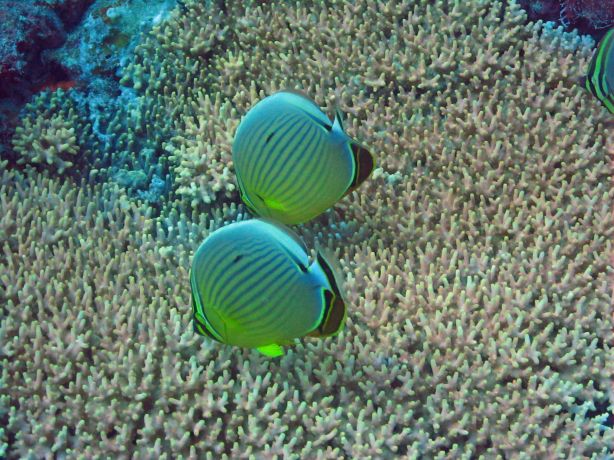 Butterfly fish feeding from the hard corals polyps, taken by Bailey