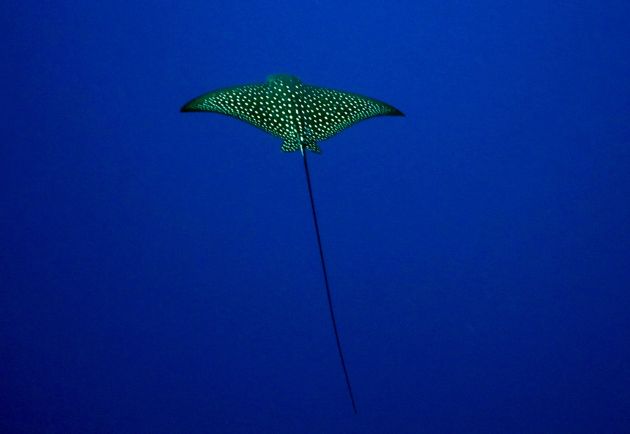 A small Eagle Ray hangs in the blue at NSAT Passage, taken by Bailey