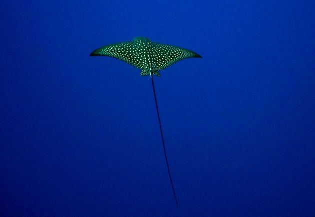 A small Eagle Ray hangs in the blue at NSAT Passage, taken by Bailey