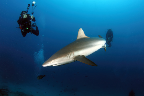 David taking a photo of a Grey Reef in Gau: taken by Mike