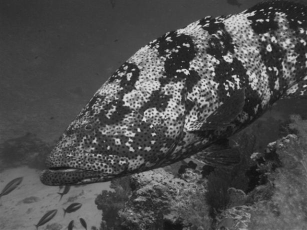 Cruising in Gau we found our huge resident grouper by Jeff