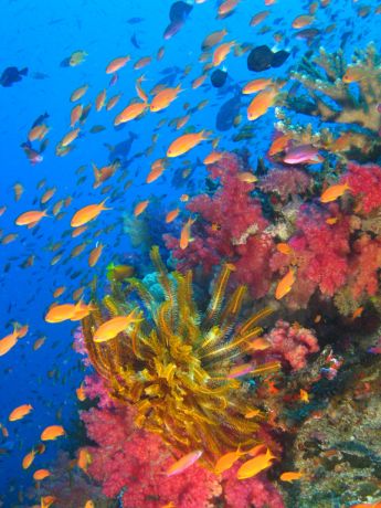 John captures the fabulous colors of Fiji finest reefs