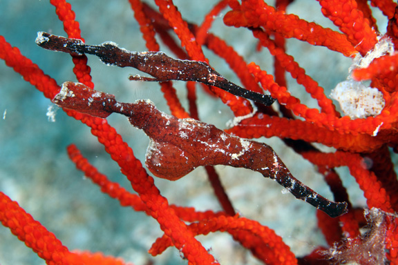 A Pair of Thin Ghost Pipe Fish taken by Mike