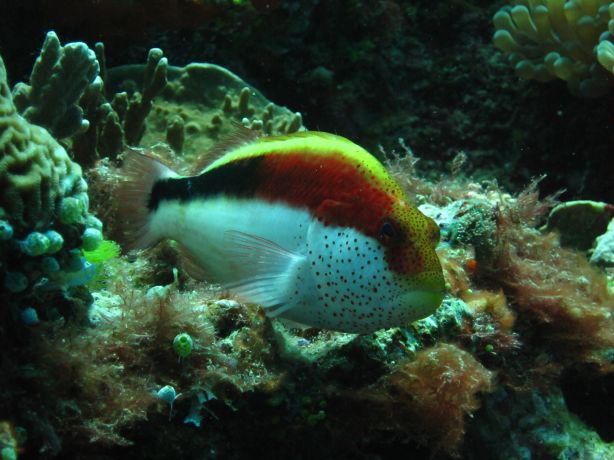 Hawk Fish waiting for a feeding opputunity, taken by Jim