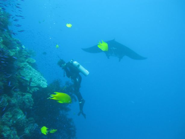 Sarah F. captures the magic moment a manta frolics behind Rob whilst he diligently studies the reef for critters!