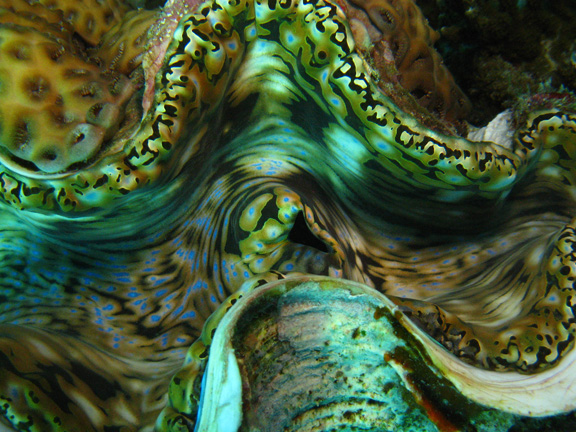 Close up of a large clam: taken by John