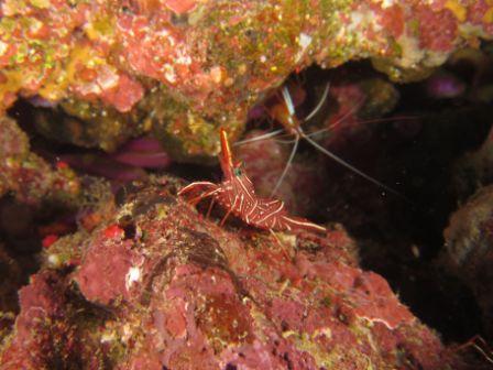 Hinged-Beaked Shrimp