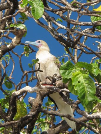 Booby on Vatu-i-ra - taken by Stacy