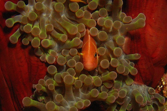 Pink Anemone Fish hides in his Anemone