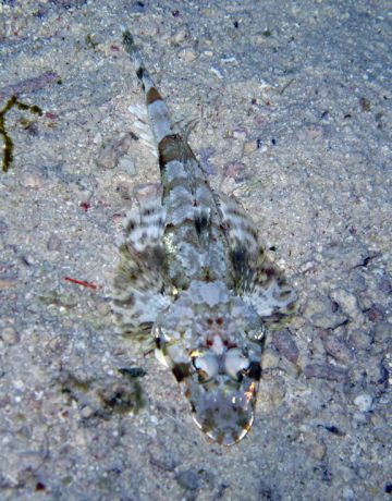 Crocodile fish on a night dive in Namena -taken by Stacy