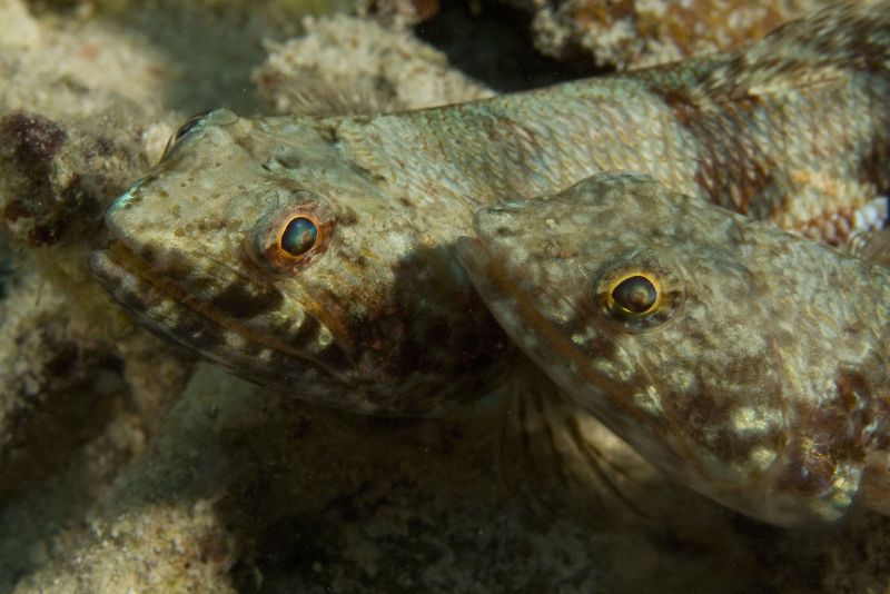 Lizzardfish Buddies by Janice