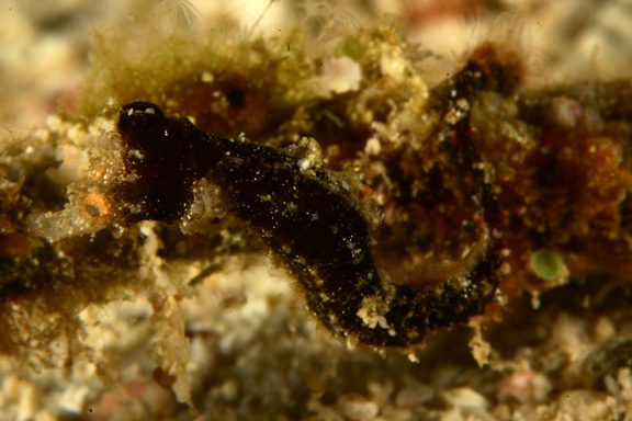 Unidentified Pipehorse Fish taken by David