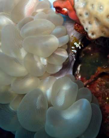 Thor Shrimp in a bubble coral -taken by Stacy