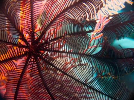 Crinoid on some soft coral great shot by Sarah