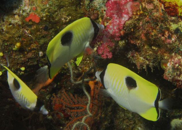 Butterfly fish busy feeding in the coral by Jeff