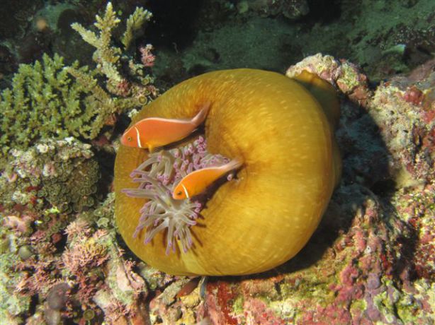 Closed anemone captured beautifully by Jeff