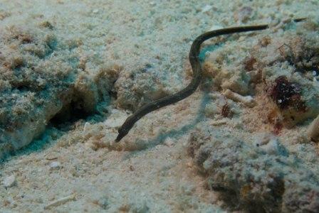 Samoan pipefish at white wall shot by Sarah