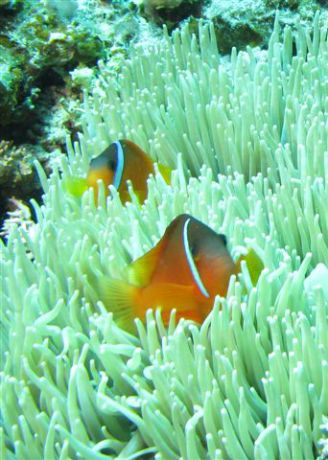 Fiji anemone fish endemic to Fiji by Jeff