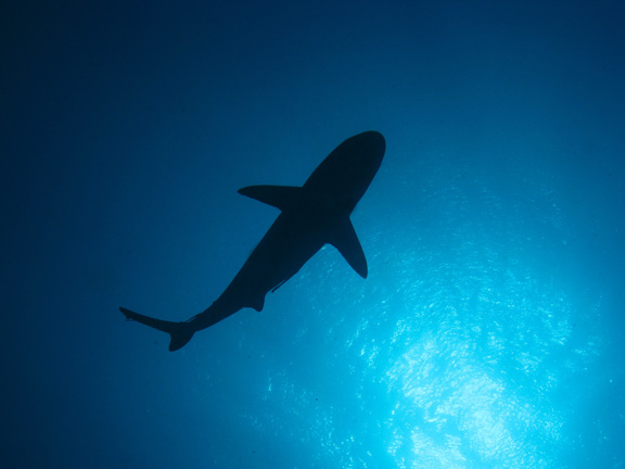 Grey Reef cruises overhead in Nigali Passage: taken by John