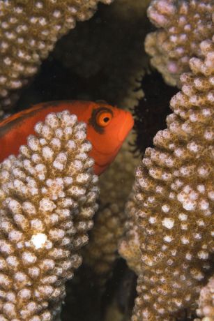 Flame Hawkfish by Janice