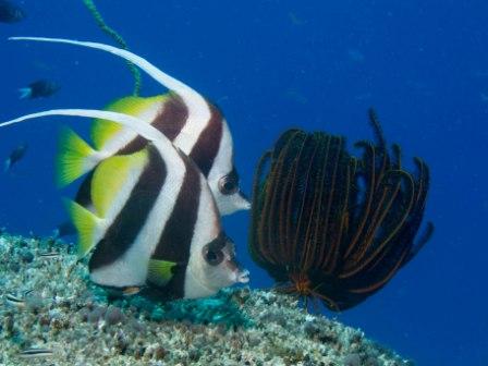 two lovely banner fish shot by Sarah