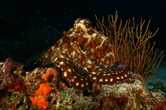 Beautiful Octopus shot taken by David at NSAT