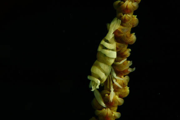 David's macro is awesome - great shot of the Whip Coral Shrimp