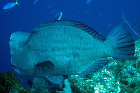 Huge Bumphead Parrot Fish in Namena - taken By Stacy