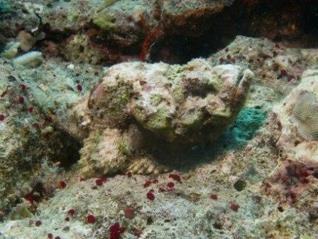 Flasher scorpionfish, great shot by Sarah