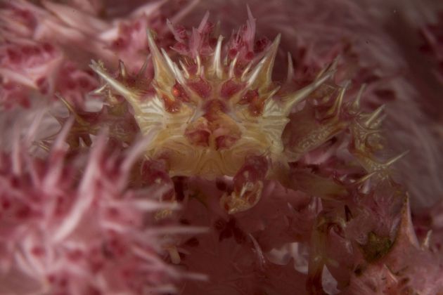Candy Crab by Janice