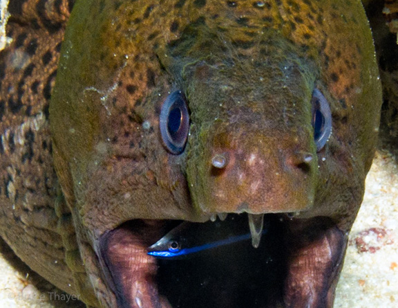 Moray at the dentist - taken by Bruce