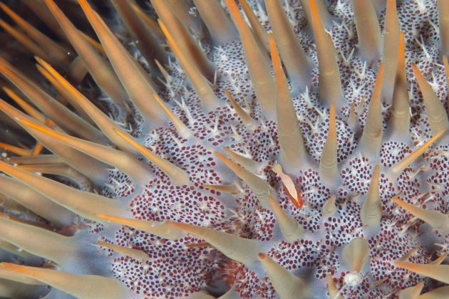 Great close up of a Crown of Thorns - only one seen on the trip!