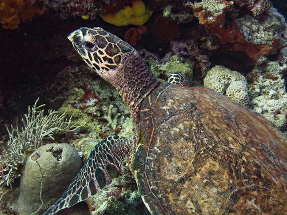 Turtle at Mount Mutiny - taken by Bruce