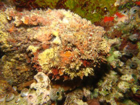 Stonefish. Taken by Allen