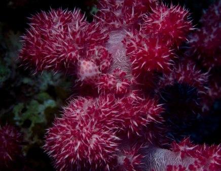 Soft coral cowrie shell at Two thumbs up. Shot by Sarah