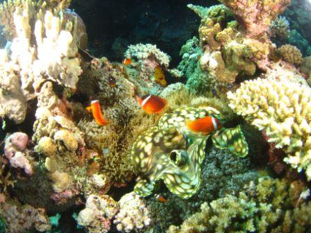 Our endemic Fiji Anemonefish hovering above the clam. By Allen