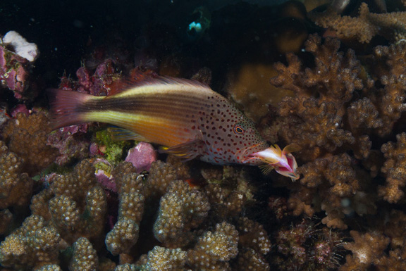 Hawk Fish feeding off an Anthias - taken by Mark