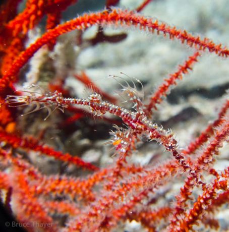 Ornate Ghost Pipe Fish hiding in the Whip Coral - taken by Bruce