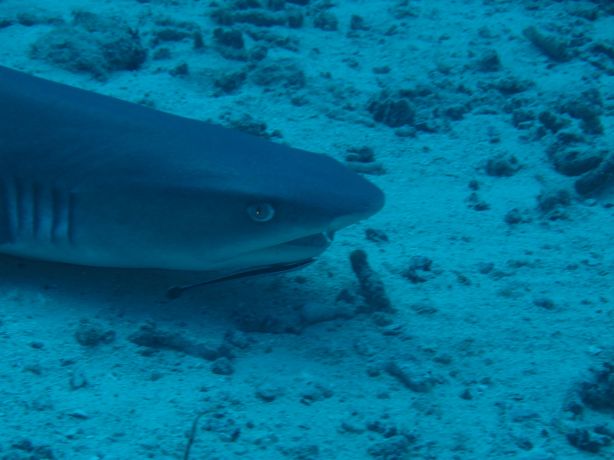 Relaxed White Tip Reef Shark: taken by Sarah