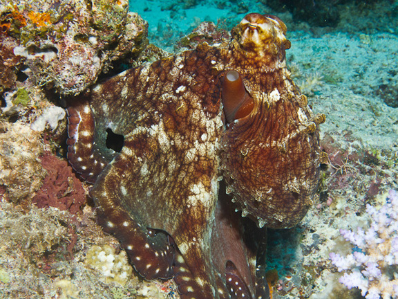 Octopus in Namena - taken by Bruce