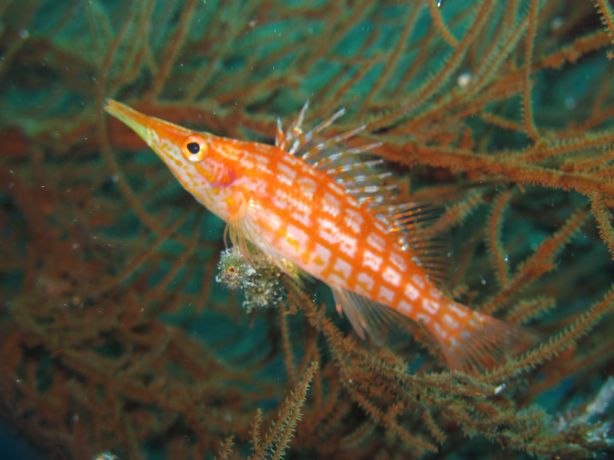 Posing Long Nose Hawk Fish: taken by Sarah