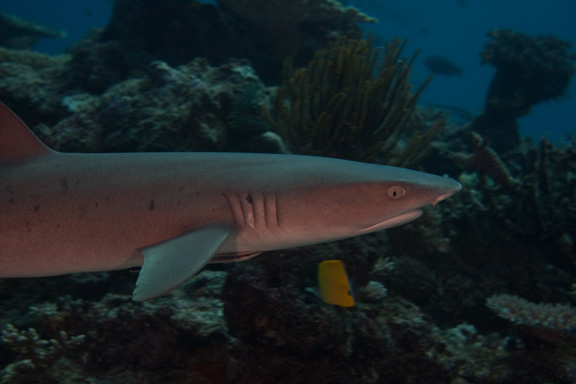 White Tip Reef shark cruises past Rebecca