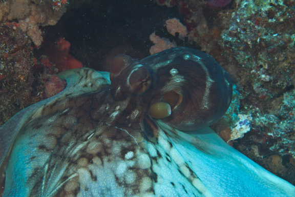 Octopus feeding - captured by Mark