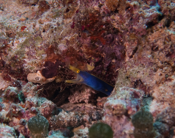 Blue Ribbon Eel at Wakaya - taken by Rebecca