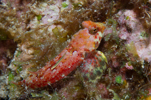 Dragonet at dusk, looking for a mate - taken by Mark