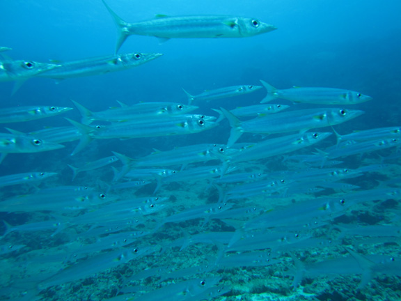 Schooling Barracuda: taken by Steve