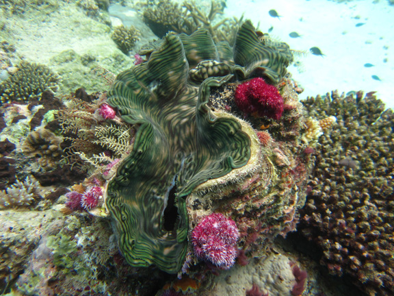 A beautiful Clam in Gau: taken by Steve